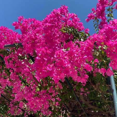 Casa Buganvilla Minia エクステリア 写真
