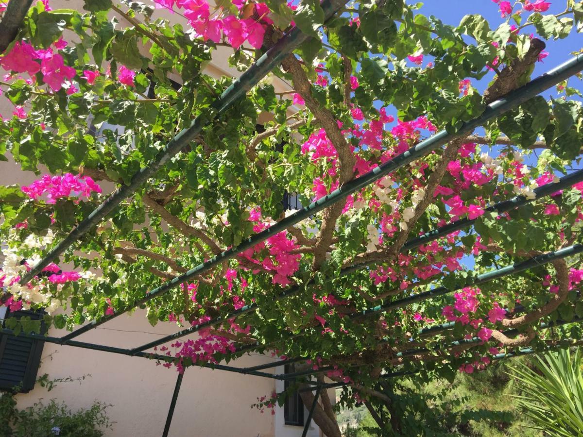Casa Buganvilla Minia エクステリア 写真